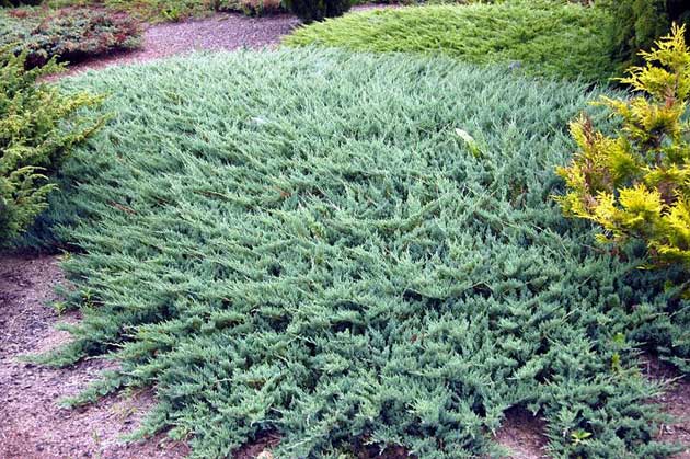[Obrázky: juniperus_horizontalis_blue_moon.jpg]