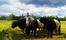 Baltic Galloway, SIA