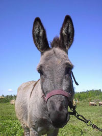 Mazo dzīvnieku dārzs Dobuļi, mini zoo