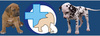 Valdemāra klīnika, tierklinik