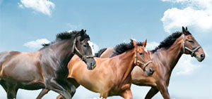 Klajumi, horse ranch