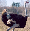 Indrāni, Straußenfarm