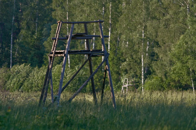Savvaļas dzīvnieku vērošana