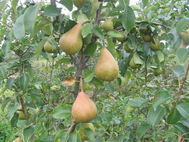 pear tries
