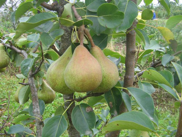pear tries