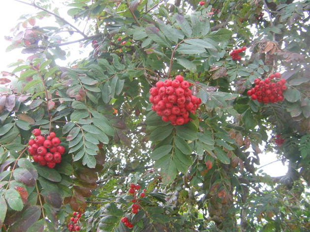 Plants of berry bushes