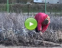Pūres dārzkopības izmēģinājumu stacija, AS video