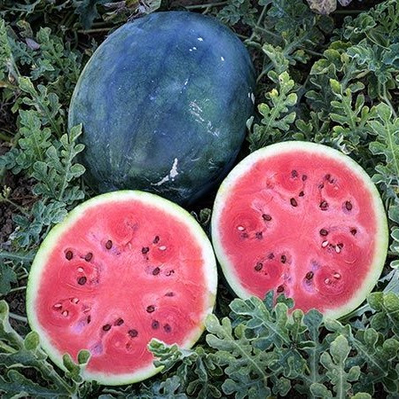 Watermelon seedlings