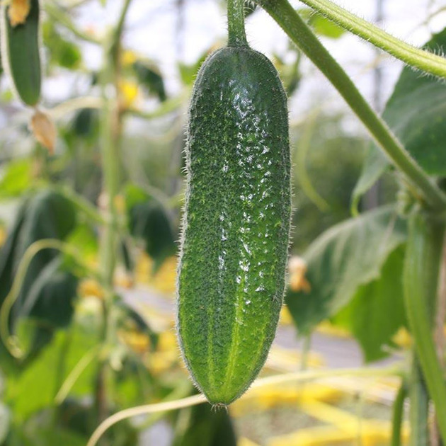 Cucumber seedlings