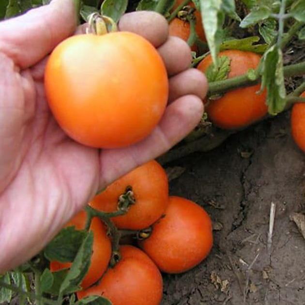 Саженцы помидоров, томатов