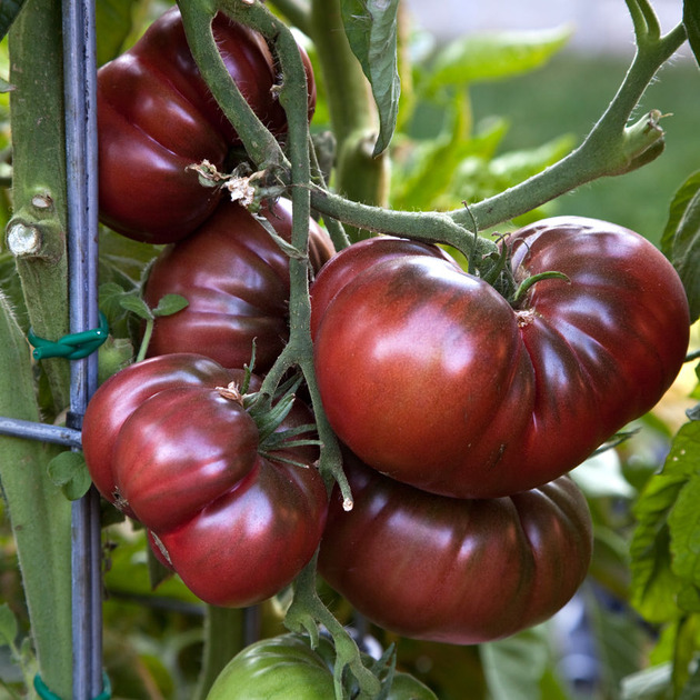 Саженцы помидоров, томатов