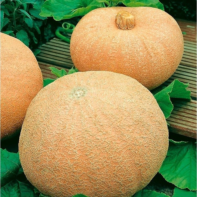 Pumpkin seedlings