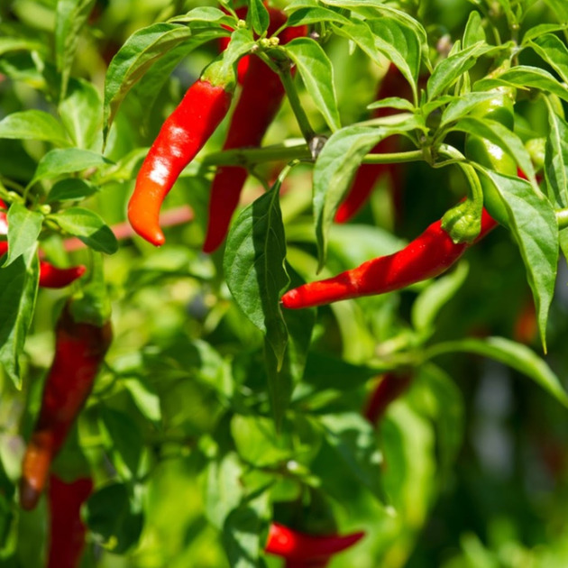 Chili pepper seedlings