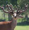 Safari parks More