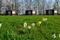 Saules Kempings, camping