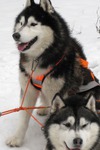 Sniega suņi, braucieni suņu pajūgos