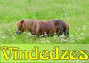 Vīndedzes, viesu māja