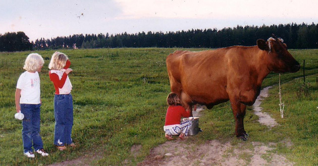 Gotiņas slaukšna